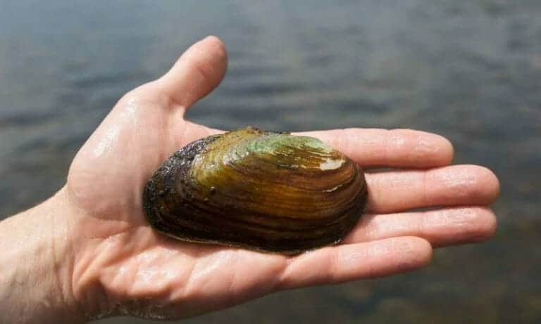 Fracking wastewater accumulation found in freshwater mussels’ shells