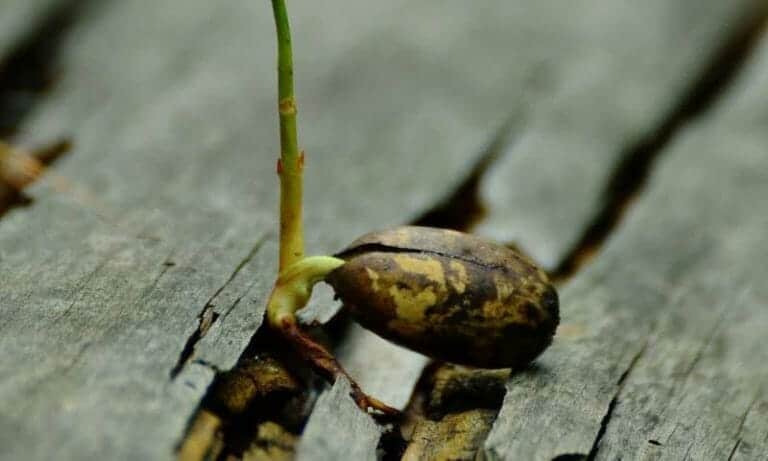 Divining roots—revealing how plants branch out to access water