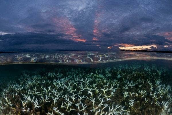 photo: coral bleaching off Papua New Guinea