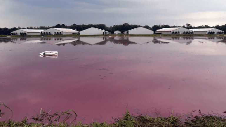 CAFOs: The Scary New Math of Factory Farm Waste