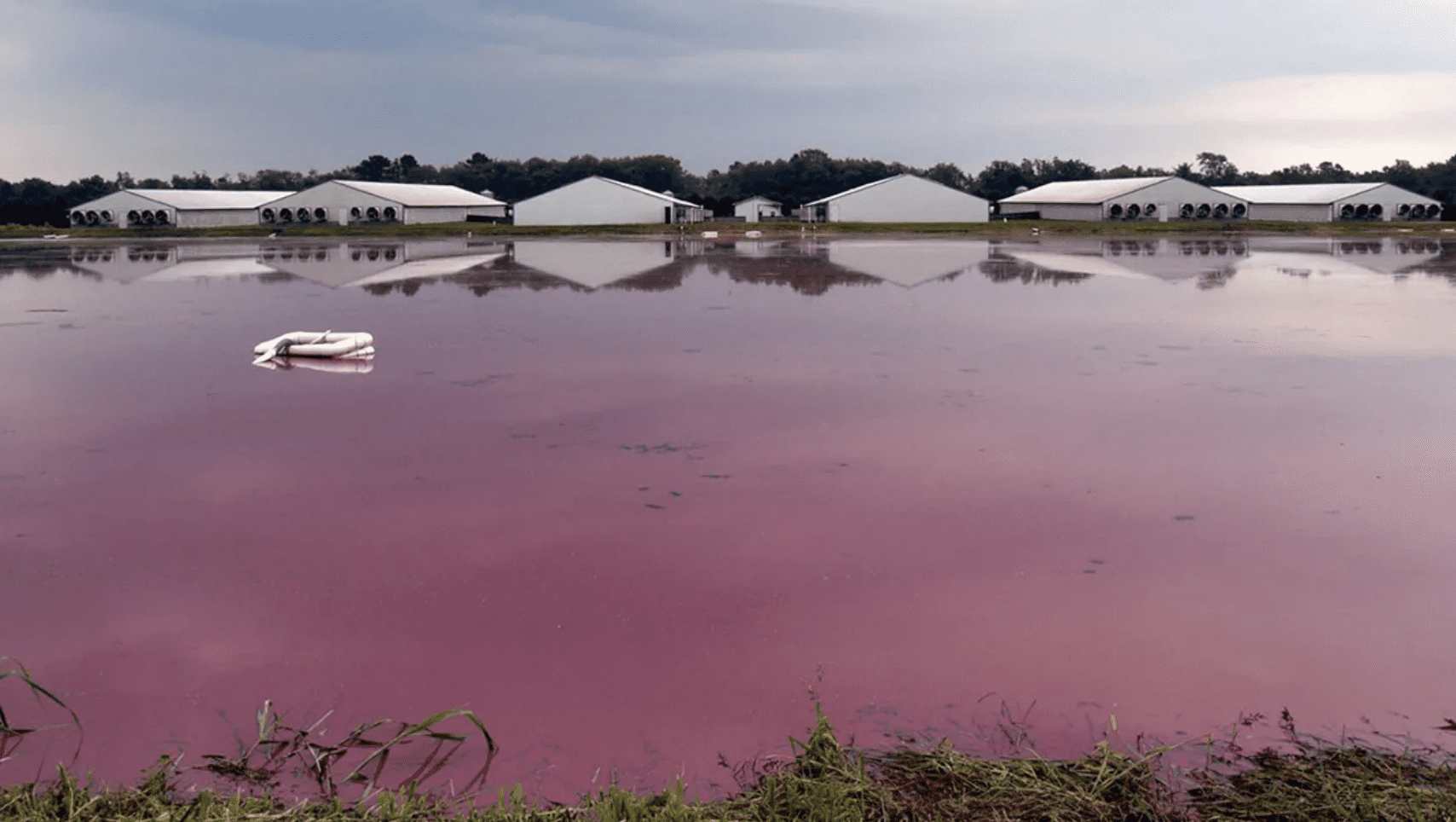 CAFOs: The Scary New Math of Factory Farm Waste