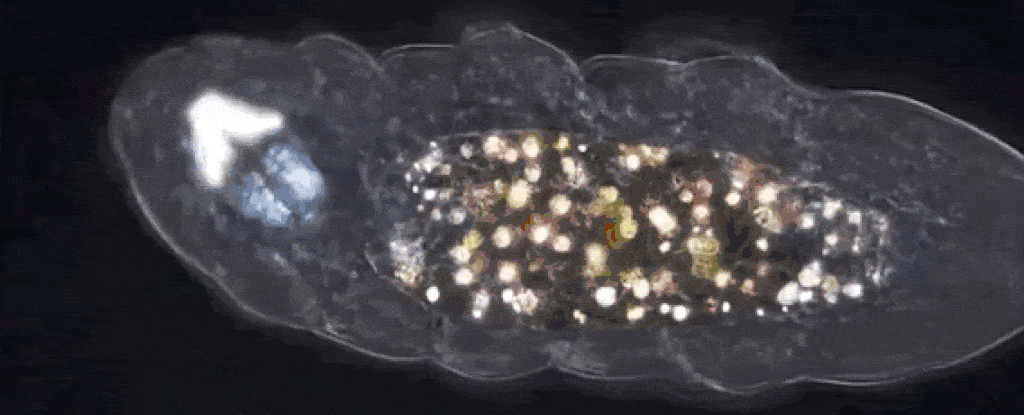A Bizarre Tardigrade Was Found With a Belly Full of Strange, Glittery Material