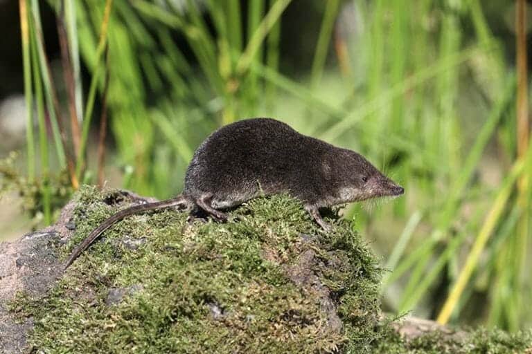 All about the humble water shrew