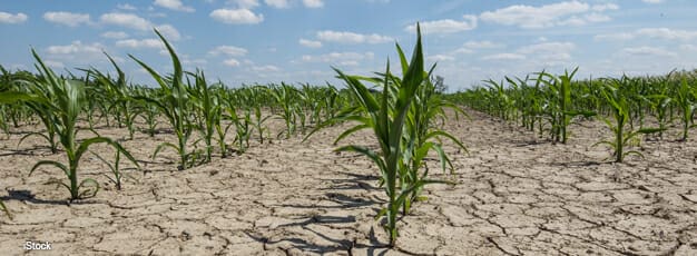 Farmers Employ Strategies To Reduce Risk of Drought Damages