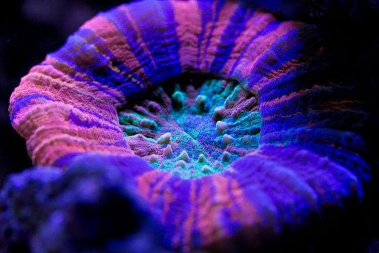 Underwater Speakers Help Revive Dying Coral Reefs