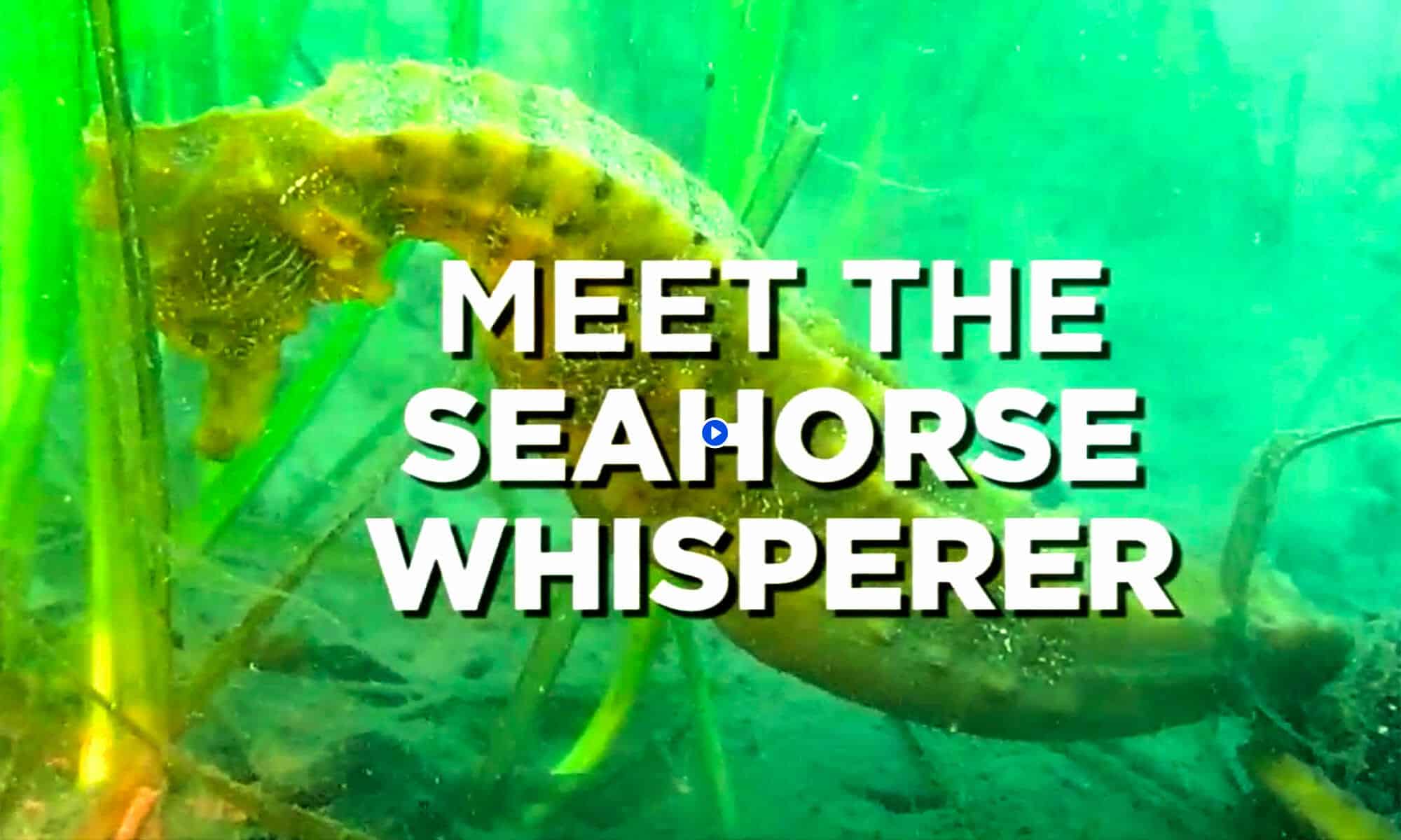 Video still: seahorses in Long Beach California sanctuary