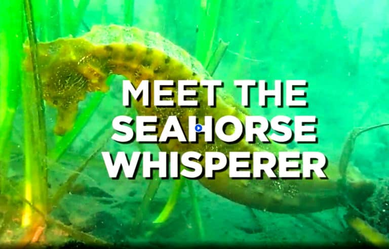“Seahorse whisperer” builds underwater sanctuary for rare species in Long Beach