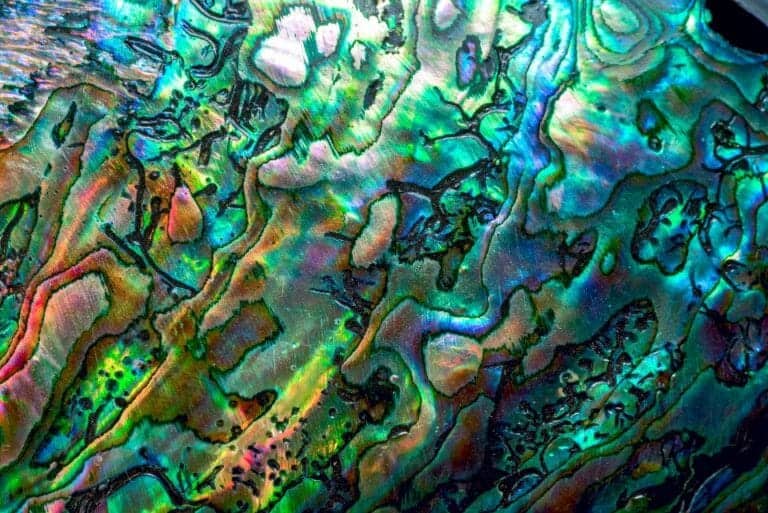 Nancy Caruso: The ‘Kelp Lady’ Is Here To Help