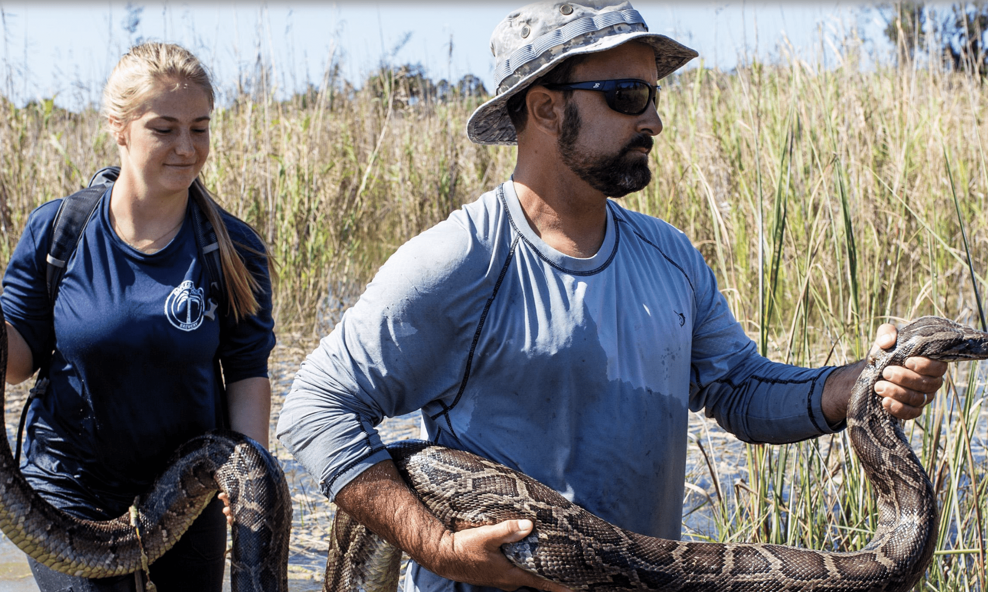 photo: giant pythons invasive species snakes in the Everglades