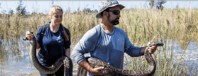 The Snakes That Ate Florida: Burmese pythons