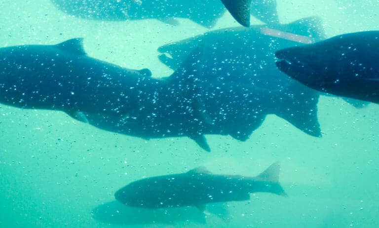 Congress Could Put Americans Back to Work Through Conservation