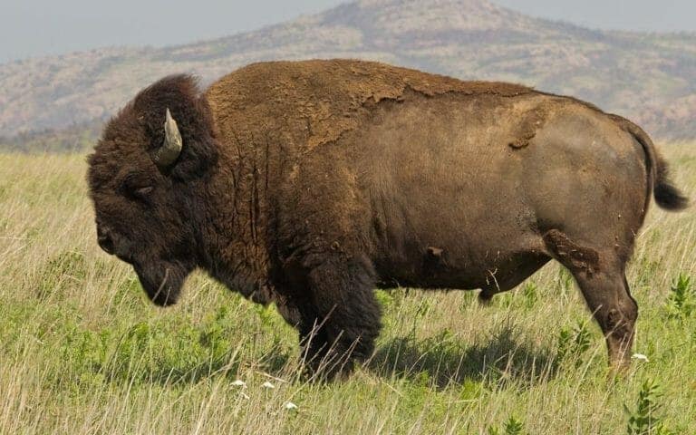 Over 3 Million Gallons of Lifesaving Water to Be Delivered to Wildlife in Arizona