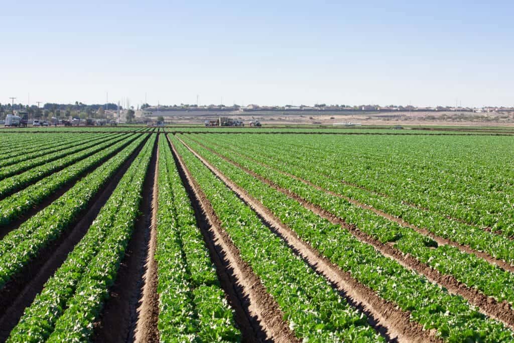 photo: irrigated crops in Arizona farmlands