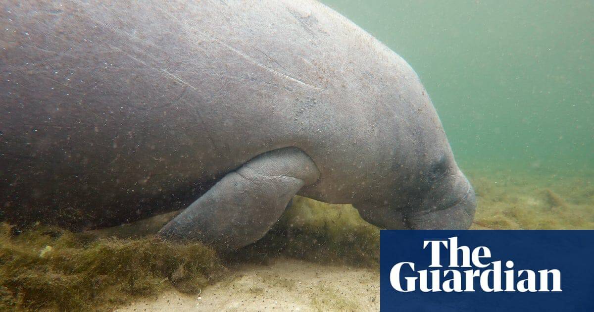 Florida will begin emergency feeding and rescue of starving manatees