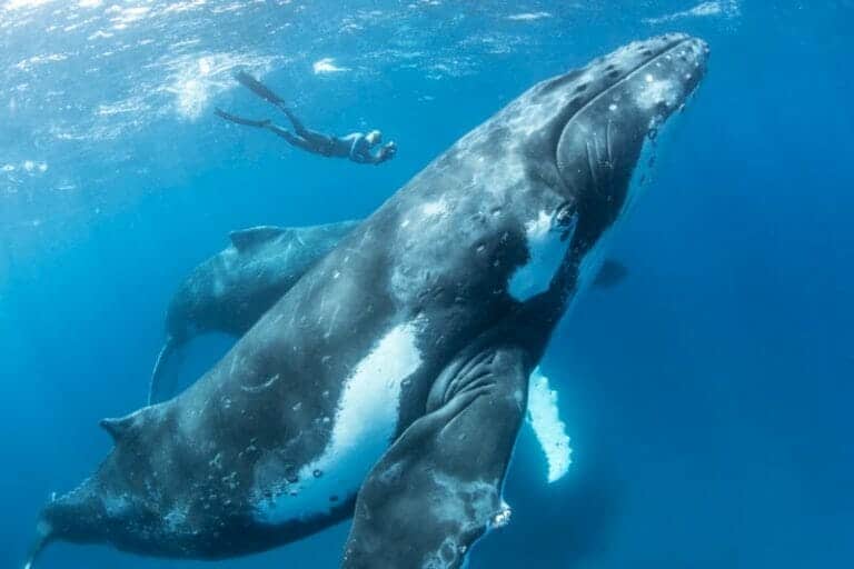 Whale Photographer Shows the Beauty of the Gentle Underwater Giants