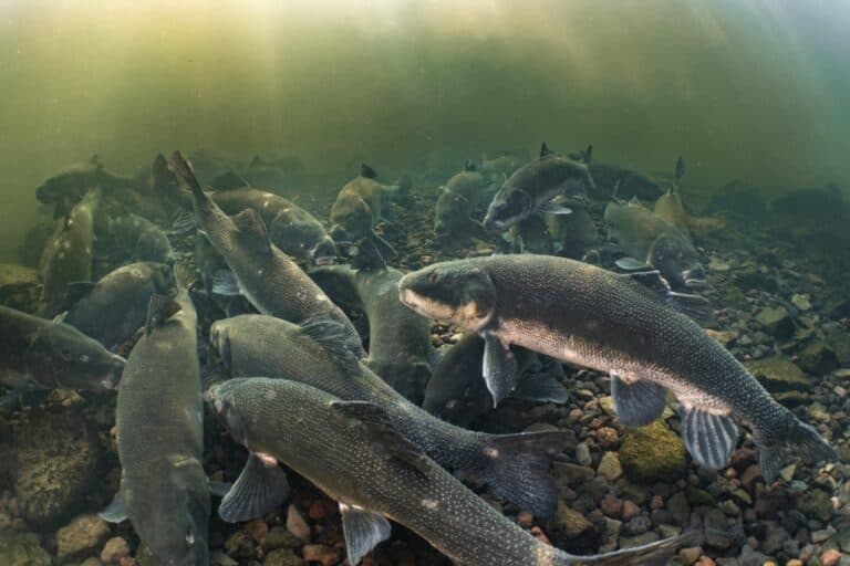 New restoration and monitoring plan will help imperiled fish in Klamath Basin