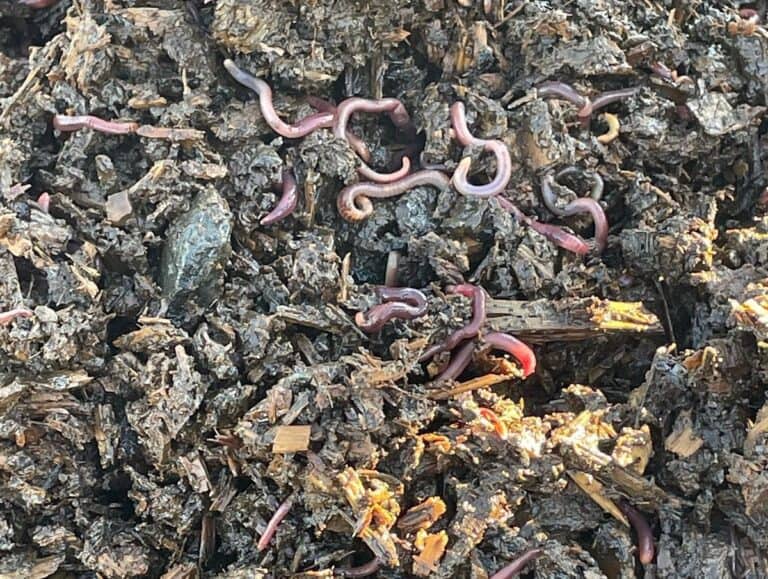 Have A Wastewater Issue? Maybe Its Time To Send In The Worms