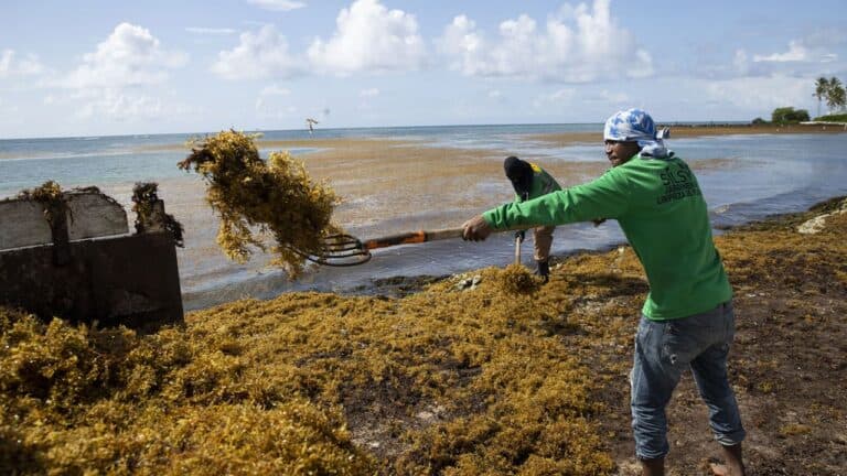 A seaweed blob twice the width of the US is heading toward Florida.