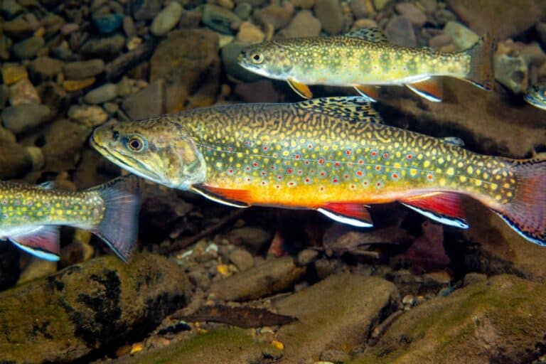 U.S. Fish and Wildlife Service and Partners Announce More than $39.2 Million for Fish Habitat