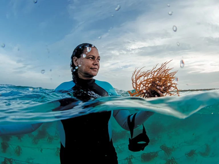 Seaweed farms & historic deal to protect the seas