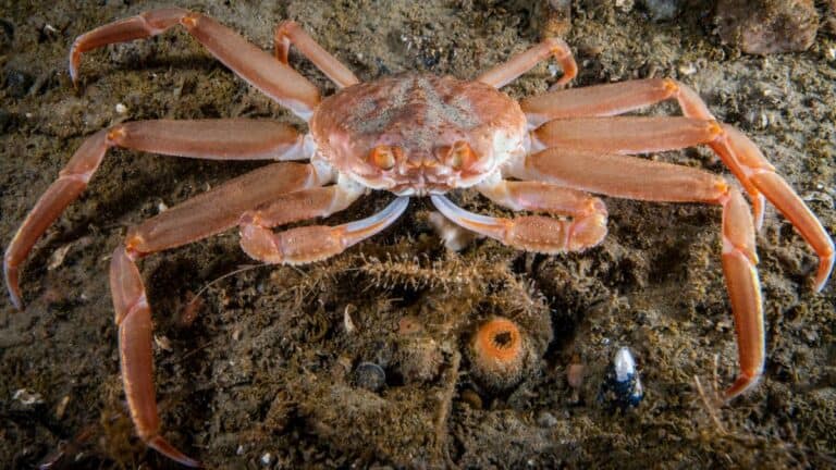 Why? Billions of snow crabs disappear from Bering Sea