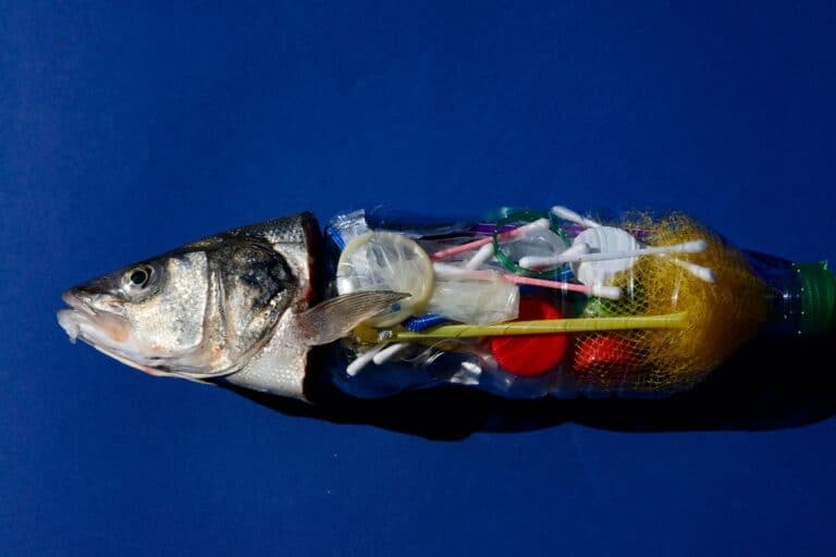 Microplastics pollution is filtering up into the fish we eat