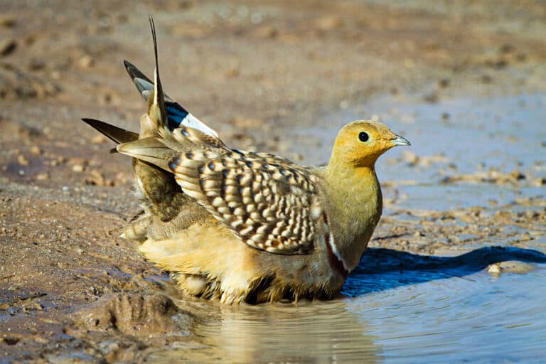 Scientists uncover the amazing way sandgrouse hold water in their feathers