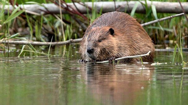 How beavers could help the Colorado River survive future droughts