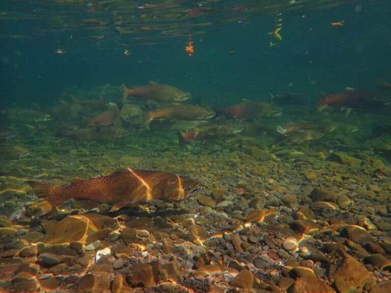 Salmon, abalone projects for US funding — H2O IQ