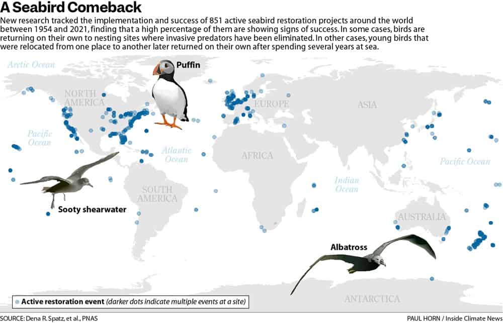 graphic: map showing the return of seabirds and increase in actively occupied nesting sites.