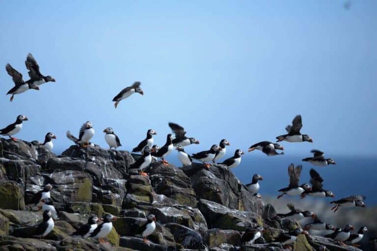 Seabirds Comeback: How Restoration Efforts Can Combat Climate Change