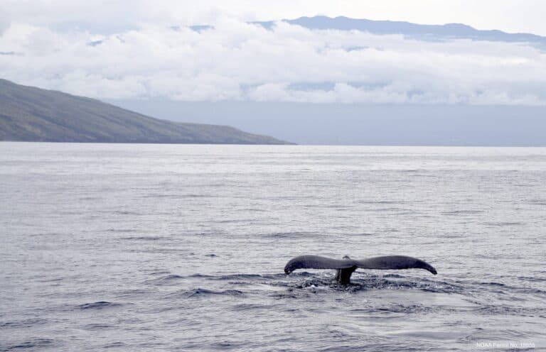 Humpback Whales Are ‘Remarkably Resilient’ Even Amid Climate Crisis, New Study Shows