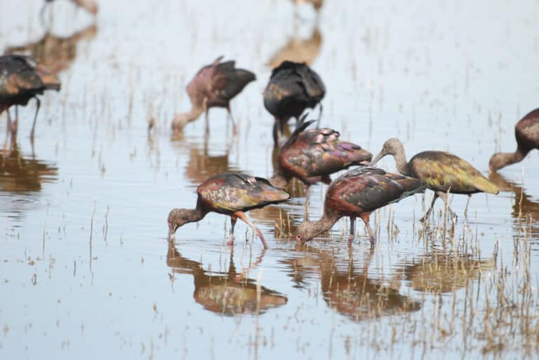 Birds Flock to a Resurrected Tulare Lake, Peaking at Nearly the Size of Lake Tahoe
