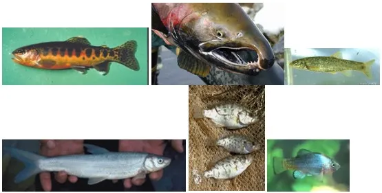 Endangered Freshwater Fishes: Does California Lead the World?