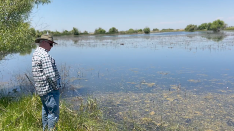 Heavy water year lets wildlife thrive on Kern Water Bank grounds