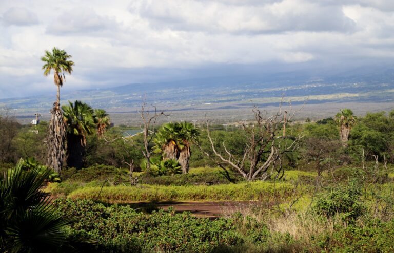 Maui Residents Fight To Save Kihei’s Last Wetlands
