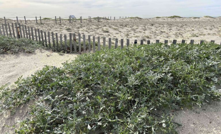 Dune restoration could increase the resilience of urban beaches to sea level rise