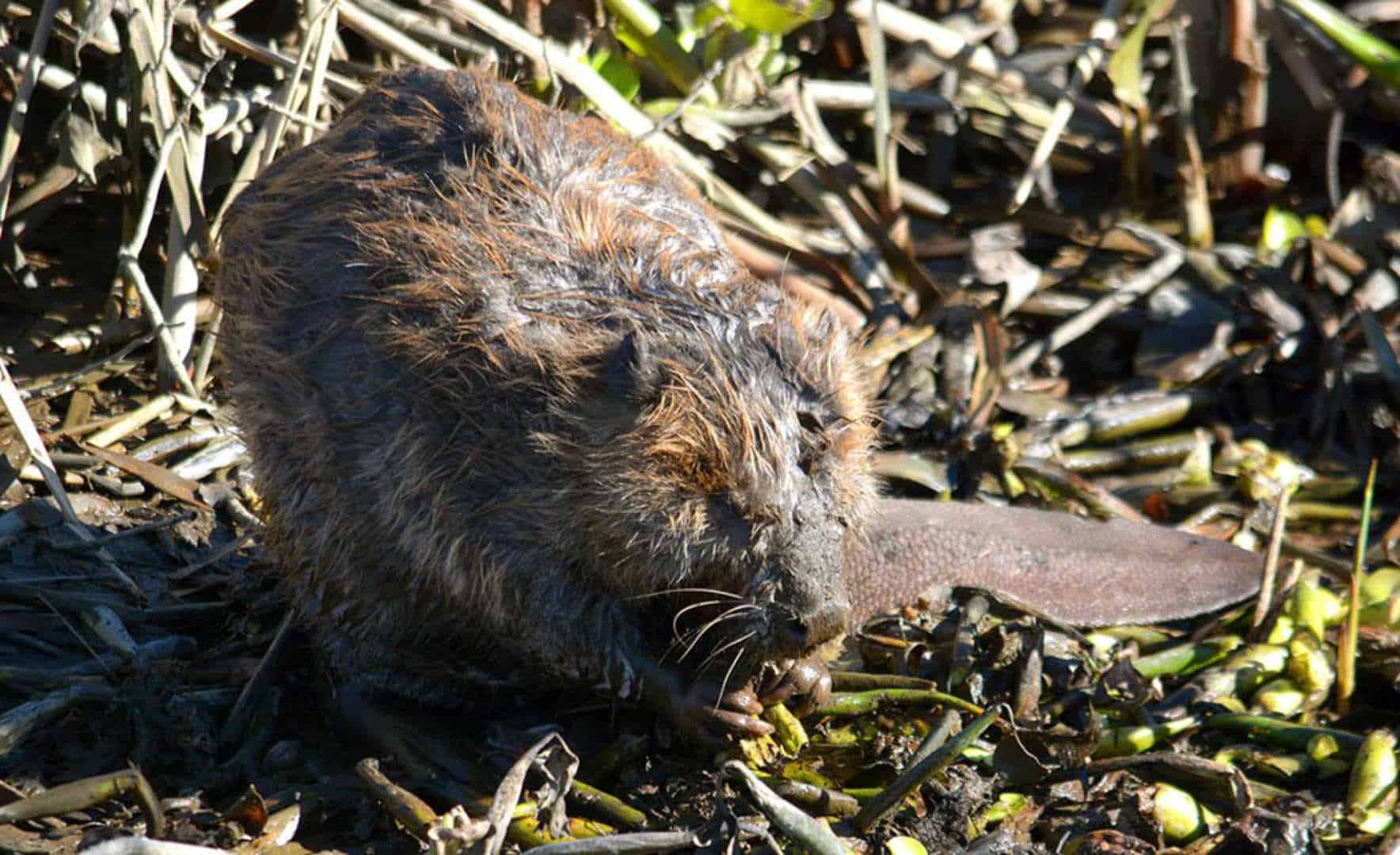 Beavers ecologists to save species that once ruled in California — H2O IQ