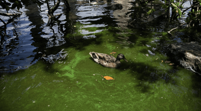 CDC report: People and animals are increasingly getting sick from toxic algae