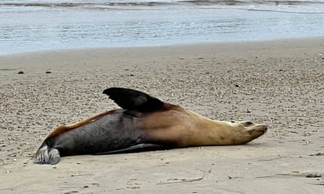 ‘It gets worse every day’: why are sea lions and dolphins dying along California’s coast?