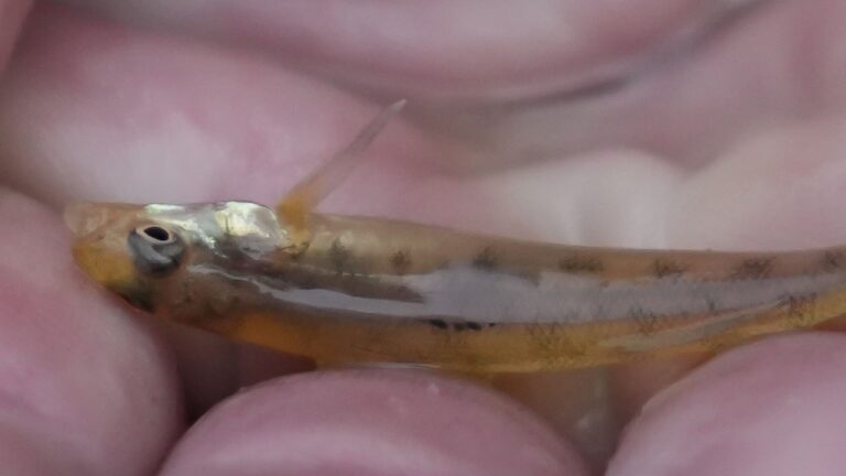 A tiny fish returns to Mississippi after vanishing 50 years ago