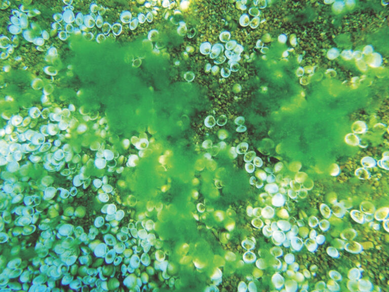 The wrong kind of blooms: Climate change, invasive clams are fueling algae growth on Lake Tahoe