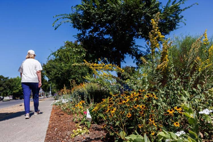 ‘Cash for Grass’ program has transformed 2,000 lawns in Napa