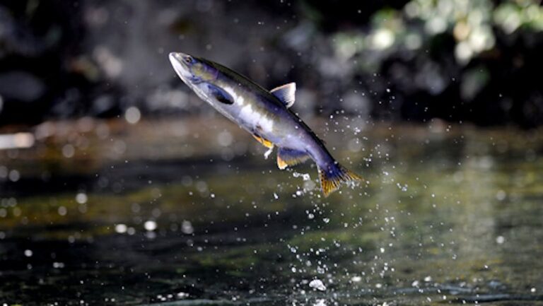 Stormwater biofiltration increases coho salmon hatchling survival