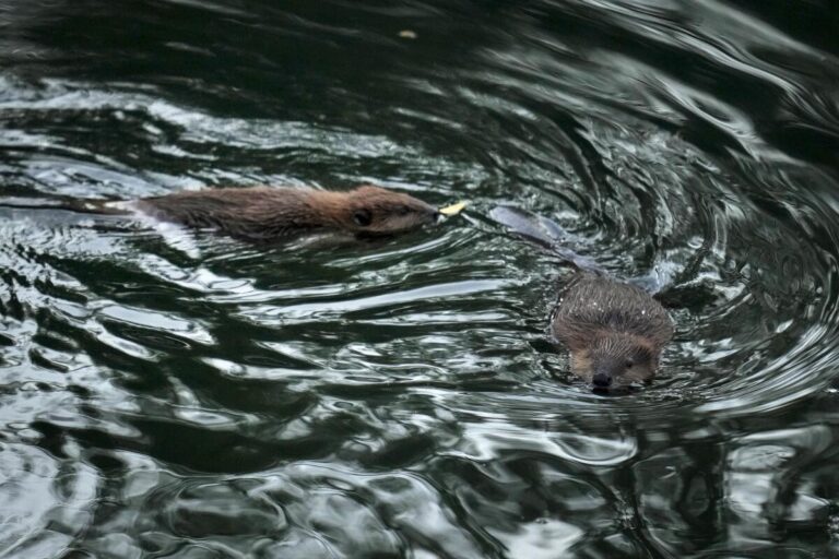 Baby beaver sighting brings hopes of comeback for California’s little climate superheroes