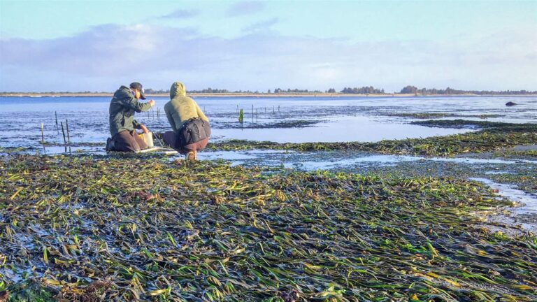 Eelgrass Meadows Power Biodiversity and Climate Resilience, but Need Protection