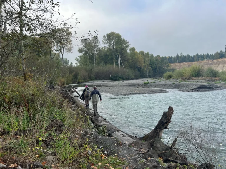Fishery on Elwha rewards tribe’s long push for river restoration