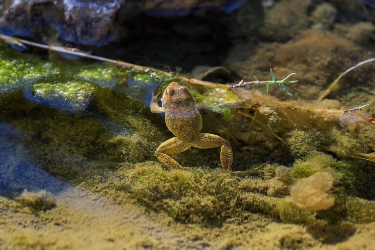 Can frog transplants bring an endangered species back from the brink in California?