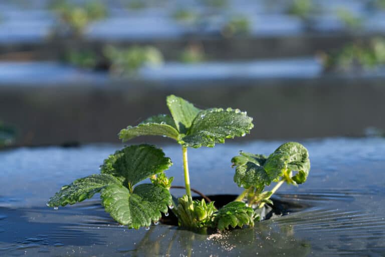 Strawberry Case Study: What if Farmers Had to Pay for Water?