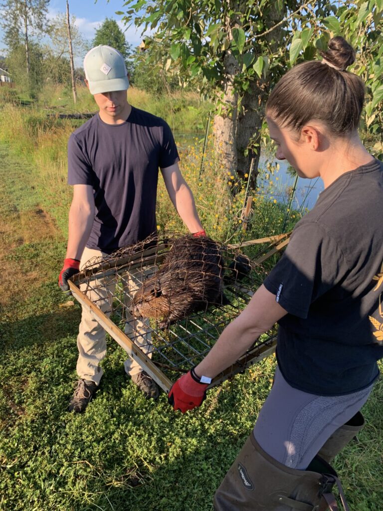 Tule River Tribe reintroducing beavers to Tulare County